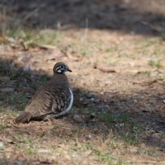 Geophaps scripta scripta (Southern Squatter Pigeon) at Greymare, QLD - 5 Oct 2024 by Liam.m