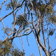 Coracina maxima (Ground Cuckooshrike) by Liam.m