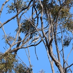 Coracina maxima (Ground Cuckooshrike) at Greymare, QLD - 5 Oct 2024 by Liam.m