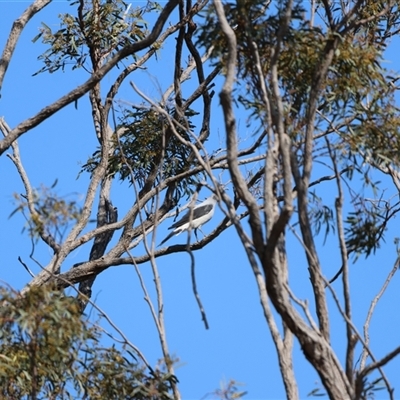 Coracina maxima (Ground Cuckooshrike) at Greymare, QLD - 5 Oct 2024 by Liam.m