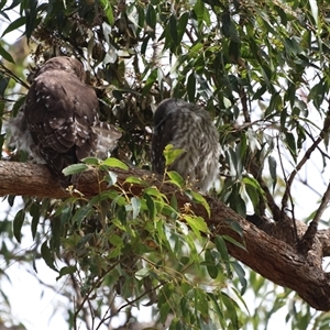 Ninox connivens (Barking Owl) at South West Rocks, NSW by Liam.m