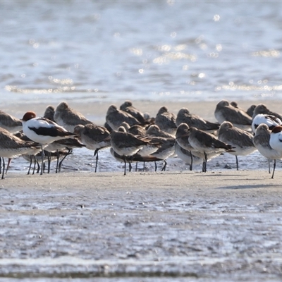 Limosa limosa (Black-tailed Godwit) at Kooragang, NSW - 13 Oct 2024 by Liam.m