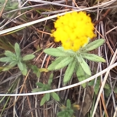 Craspedia sp. at Cooma, NSW - 21 Nov 2024 by mahargiani