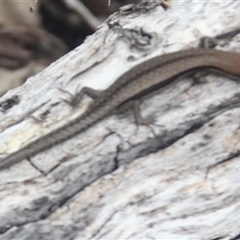 Unidentified Skink at Cooma, NSW - 21 Nov 2024 by mahargiani