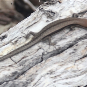 Lampropholis guichenoti (Common Garden Skink) at Cooma, NSW by mahargiani