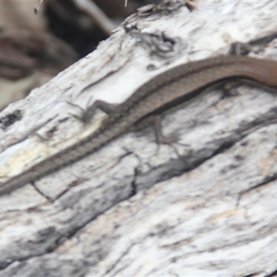 Unidentified Skink at Cooma, NSW - 21 Nov 2024 by mahargiani