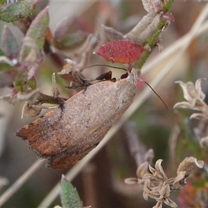 Tortricopsis semijunctella at Hall, ACT - 21 Nov 2024 05:04 PM