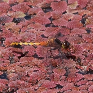 Diplacodes melanopsis (Black-faced Percher) at Strathnairn, ACT by Pirom