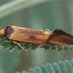 Isomoralla pyrrhoptera (A concealer moth) at Hall, ACT - 21 Nov 2024 by Anna123