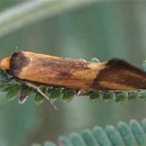 Isomoralla pyrrhoptera at Hall, ACT - 21 Nov 2024 04:34 PM