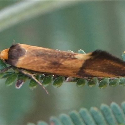 Isomoralla pyrrhoptera (A concealer moth) at Hall, ACT - 21 Nov 2024 by Anna123