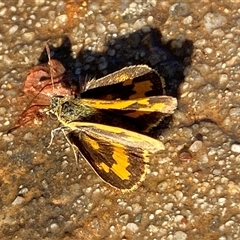 Ocybadistes walkeri (Green Grass-dart) at Mitchell, ACT - 20 Nov 2024 by SteveBorkowskis