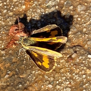 Ocybadistes walkeri (Green Grass-dart) at Mitchell, ACT by SteveBorkowskis