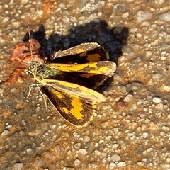 Ocybadistes walkeri at Mitchell, ACT - 21 Nov 2024