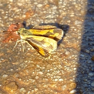 Ocybadistes walkeri at Mitchell, ACT - 21 Nov 2024