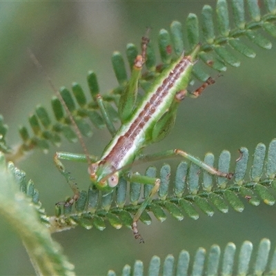 Tettigoniidae (family) at Hall, ACT - 21 Nov 2024 by Anna123