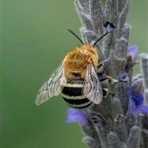 Amegilla sp. (genus) (Blue Banded Bee) at Hughes, ACT by Ct1000