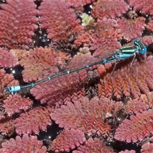 Austroagrion watsoni (Eastern Billabongfly) at Strathnairn, ACT by Pirom