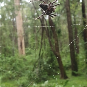 Unidentified Other web-building spider at Tullymorgan, NSW by Topwood