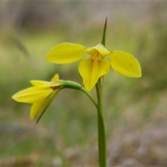 Diuris chryseopsis at Palerang, NSW - 21 Nov 2024 by Csteele4