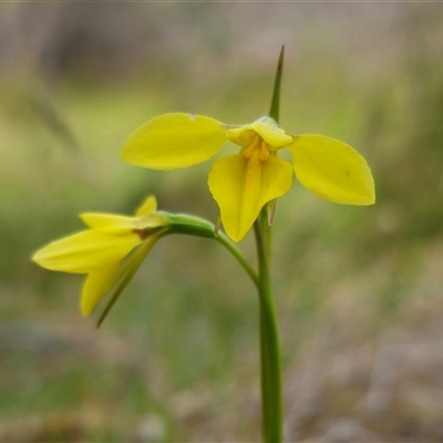 Diuris chryseopsis at Palerang, NSW - 21 Nov 2024 by Csteele4