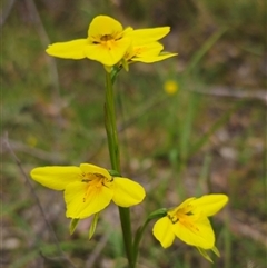 Diuris monticola at Palerang, NSW - suppressed