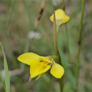 Diuris monticola at Palerang, NSW - suppressed