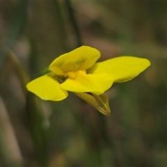 Diuris monticola at Palerang, NSW - suppressed