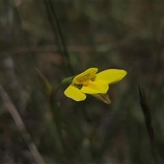 Diuris monticola at Palerang, NSW - suppressed