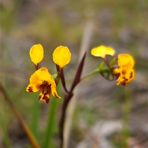 Diuris semilunulata at suppressed - 21 Nov 2024