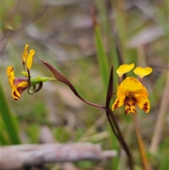 Diuris semilunulata at Captains Flat, NSW - 21 Nov 2024