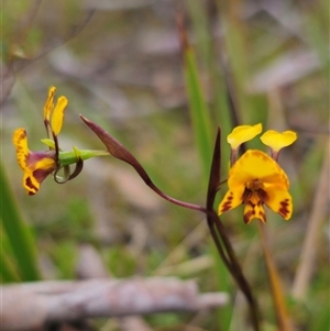 Diuris semilunulata at Captains Flat, NSW - 21 Nov 2024