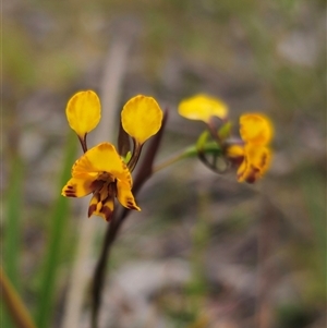 Diuris semilunulata at Captains Flat, NSW - 21 Nov 2024