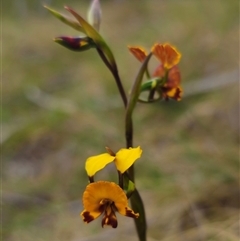 Diuris semilunulata at Captains Flat, NSW - 21 Nov 2024