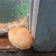 Unidentified Fungus at Shark Creek, NSW - 20 Nov 2024 by Topwood