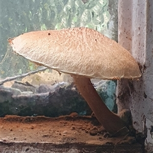 zz agaric (stem; gill colour unknown) at Shark Creek, NSW - 20 Nov 2024 05:20 PM