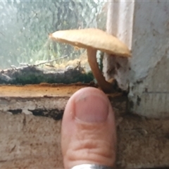 zz agaric (stem; gill colour unknown) at Shark Creek, NSW - 20 Nov 2024