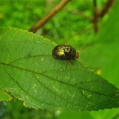 Unidentified Beetle (Coleoptera) at Palmers Island, NSW - 20 Nov 2024 by Topwood