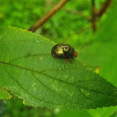 Unverified Beetle (Coleoptera) at Palmers Island, NSW - 21 Nov 2024 by Topwood