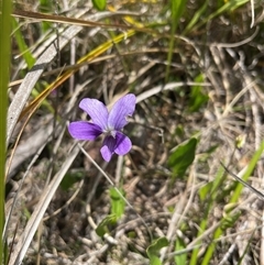 Viola sp. at Cotter River, ACT - 20 Nov 2024 by nathkay