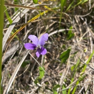 Viola betonicifolia subsp. betonicifolia at Cotter River, ACT - 20 Nov 2024 02:01 PM