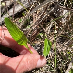 Viola betonicifolia subsp. betonicifolia at Cotter River, ACT - 20 Nov 2024 02:01 PM