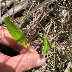 Viola betonicifolia subsp. betonicifolia at Cotter River, ACT - 20 Nov 2024 02:01 PM