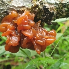 Unverified Slime Mould by Topwood