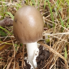 Amanita sp. (Amanita sp.) at Mororo, NSW - 21 Nov 2024 by Topwood