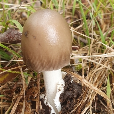 Unidentified Fungus at Mororo, NSW - 21 Nov 2024 by Topwood