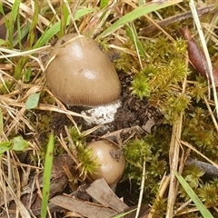 Amanita sp. at Mororo, NSW - 21 Nov 2024