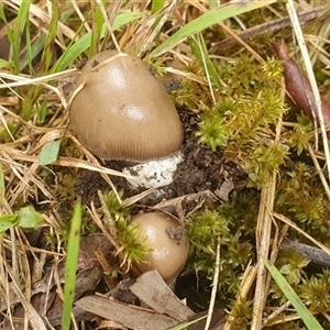 Amanita sp. at Mororo, NSW - suppressed