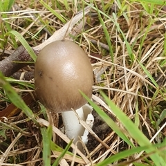 Amanita sp. at Mororo, NSW - 21 Nov 2024