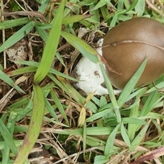 Amanita sp. at Mororo, NSW - 21 Nov 2024